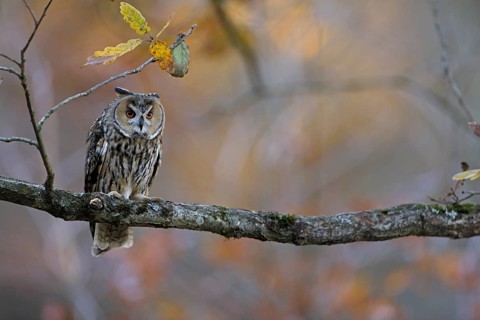 Waldohreule, lat. Asio otus, von vorn in aufmerksamer Haltung in Baumkrone stehend