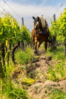 Haflinger pulling plough between vines, vineyard, Ihringen, Kaiserstuhl, Baden-Württemberg, Germany