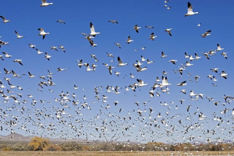 Snow Goose Chen caerulescens Bosque del Apache National Wildlife Refuge, New Mexico, United States