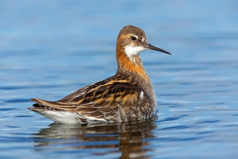 Odin's chicken, (Phalaropus lobatus), animals, birds, wading bird, swims in the lake, Arctic snipe