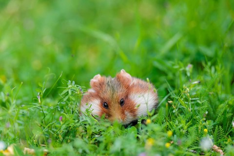 A European hamster (Cricetus cricetus) collects herbs, grass and daisies in a fresh green meadow