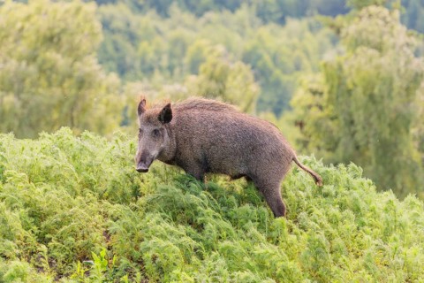A wild boar (Sus scrofa) runs across a field of wild chamomile (Matricaria chamomilla). Bavaria,