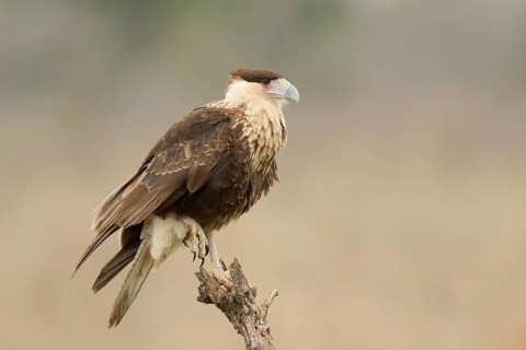 Northern Crested Caracara (Caracara cheriway) juvenile, Texas, USA
