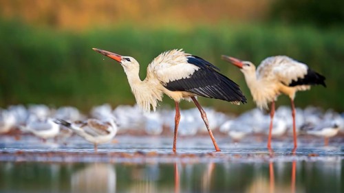 White Stork (Ciconia ciconia) foraging in shallow water, Saxony-Anhalt, Germany
