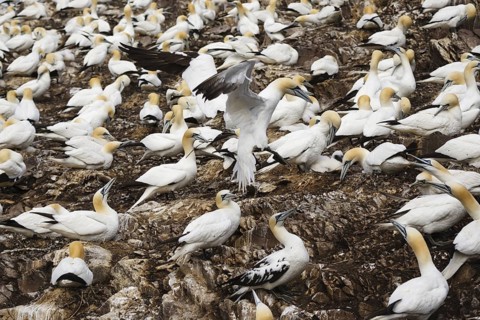 Northern Gannet (Morus bassanus), Scotland, United Kingdom