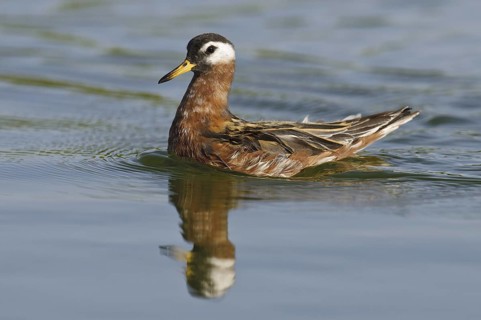 Red Phalarope (Phalaropus fulicarius), Arizona, USA