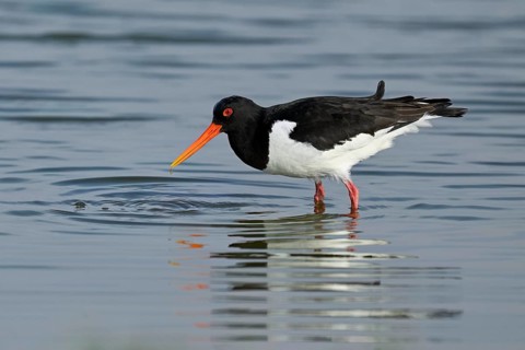 Oystercatcher (Haematopus ostralegus), foraging in the mudflats, Texel, West Frisian Islands,