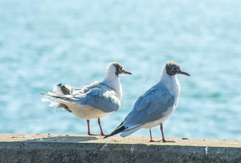 Black-headed gull (Chroicocephalus ridibundus) in winter, sitting on a quay with sparkling sea in