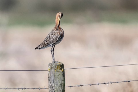 Black-tailed godwit (Limosa limosa), Lower Saxony, Germany