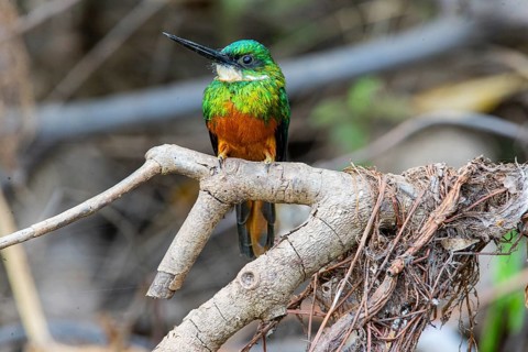 Rufous-tailed jacamar (Galbula ruficauda) Pantanal Brazil