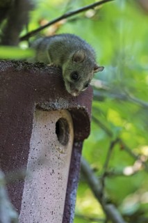 Dormouse (Glis glis), animals, mammals, dormice, nocturnal, rodents, sits on nesting box,