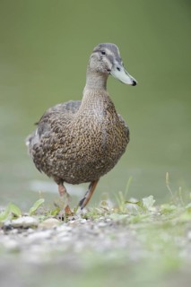 Mallard (Anas platyrhynchos) female, Thuringia, Germany
