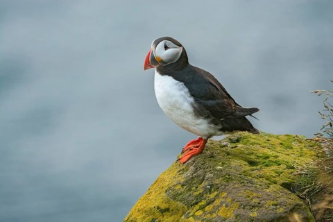 Atlantic Puffin (Fratercula arctica) on cliff, Iceland