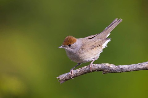 Blackcap (Sylvia atricapilla), Fauvette à tête noire, Curruca Capirotada, Branch, branch, Ormoz
