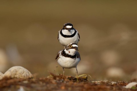 Little Ringed Plover (Charadrius dubius) pair mating, North Rhine-Westphalia, Germany