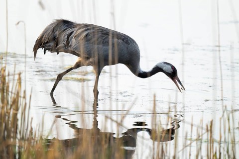 Crane (Grus grus) foraging in the shallow water zone of a lake, Lower Saxony, Germany