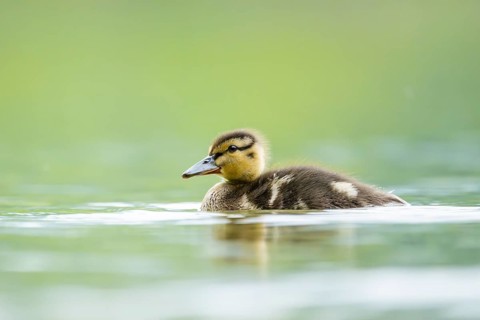 Wild duck (Anas platyrhynchos) chick swimming on a lake, Bavaria, Germany