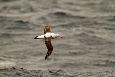 Antipodean Albatross (Diomedea antipodensis) flying, South Pacific Ocean, New Zealand