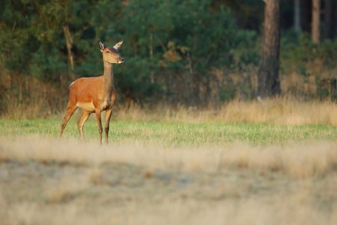 Female red deer (Cervus elaphus), De Hoge Veluwe National Park, Gelderland, Netherlands