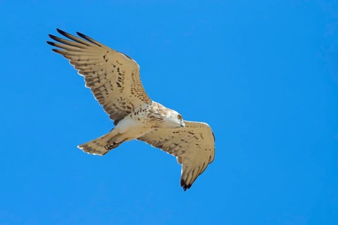 Snake eagle, (Circaetus gallicus), eagle, animal, animals, flight photo lesbos island, Lesbos,