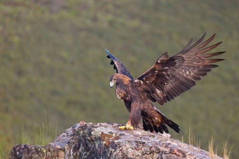 Golden Eagle, (Aquila chrysaetos), bird of prey, hawk family, perch, biotope, habitat, foraging, El