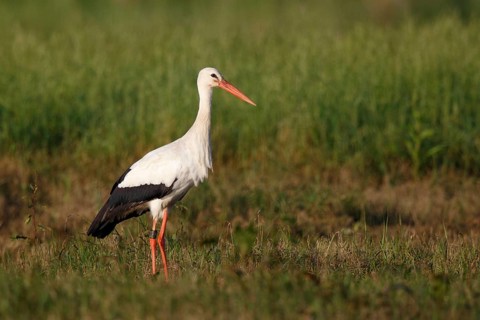 White Stork (Ciconia ciconia) foraging, North Rhine-Westphalia, Germany