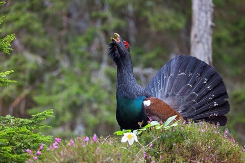 Capercaillie, Western Capercaillie, Tetrao urogallus) in the Wintrer, Capercaillie, Luce, Mountain