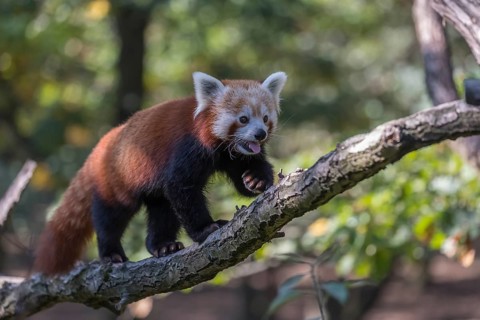 One red panda, Ailurus fulgens, walking on a branch high in a tree on a sunny day