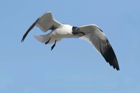 Laughing Gull (Leucophaeus atricilla) flying, South Australia, Australia