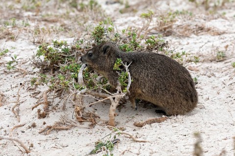 Rock hyrax (Procavia capensis), adult, beach, foraging, alert, Boulders Beach, Simon's Town,