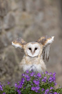 Western Barn Owl (Tyto alba) captive, Germany