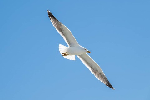 Herring Gull (Larus argentatus) in flight, North Friesland, Schleswig-Holstein, Germany