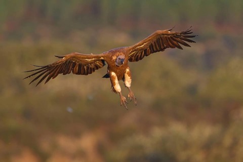 Griffon Vulture, Eurasian Griffon Vulture, Griffon Vulture, Eurasian Griffon, (Gyps fulvu), Vautour