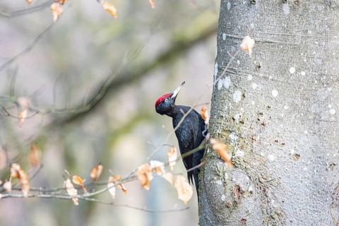 Black woodpecker (Dryocopus martius) ml Germany