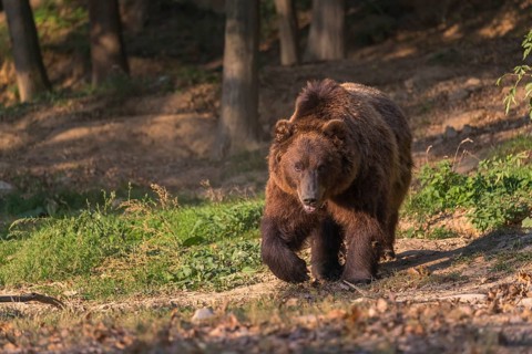 One Kamchatka brown bear (Ursus arctos piscator), walking in a forest. Some green vegetation in the