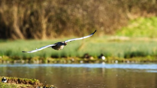 Greylag Goose, Anser anser, bird in flight over winter marshes
