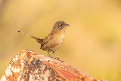 Dusky Grasswren (Amytornis purnelli) male, Northern Territory, Australia