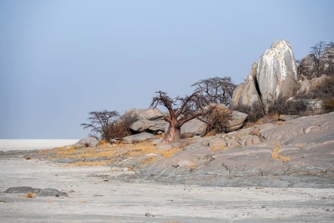 African baobab or baobab tree (Adansonia digitata), arid landscape, Kubu Island (Lekubu), Sowa Pan,