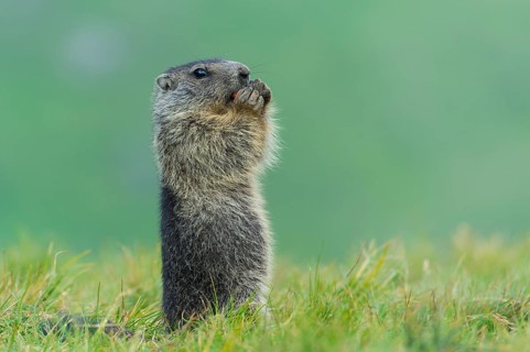 Alpine Marmot (Marmota marmota) juvenile foraging, High Tauern National Park, Carinthia, Austria