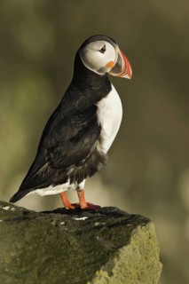 Atlantic Puffin (Fratercula arctica), Iceland