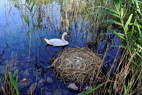 Mute swan (Cygnus olor), male swimming in front of nest with four eggs, Cham, Lake Zug, Canton Zug,
