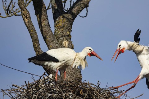 White stork (Ciconia ciconia) Germany