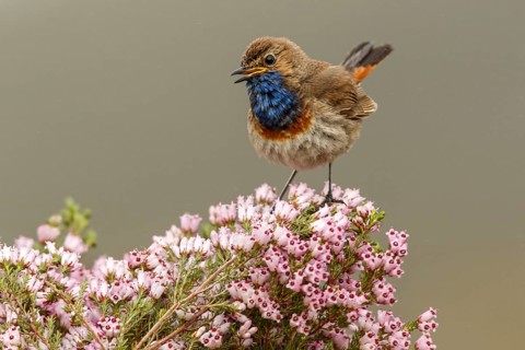 Bluethroat (Luscinia svecica), perched, Castile and Leon, Spain