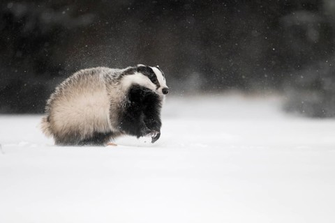 Badger in the snow, Wittlich, Rhineland-Palatinate, Germany