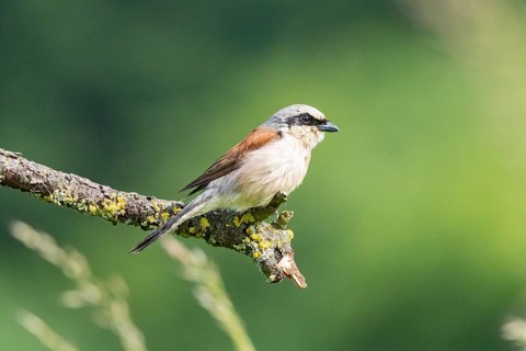 Red-backed shrike (Lanius collurio) ml Germany