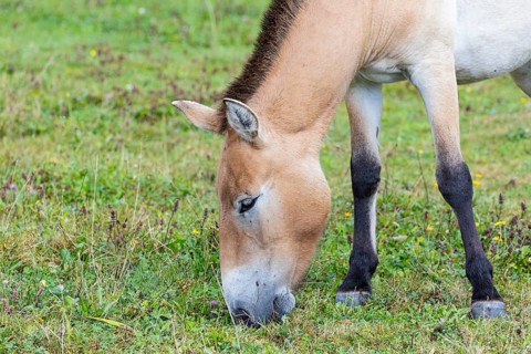 Przewalski's horse (Equus przewalski) capive Germany