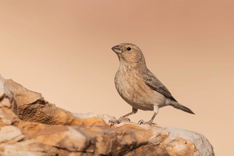 Sinai Rosefinch (Carpodacus synoicus) female perched on a rock, Eilat, Israel