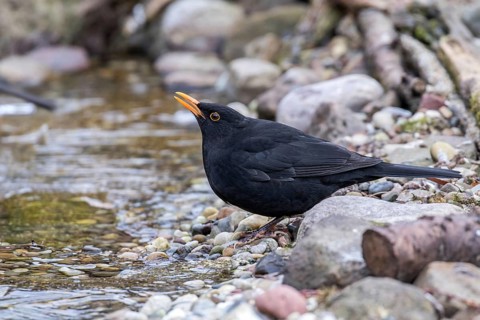 Common Blackbird (Turdus merula) male drinking at a waterhole, Mecklenburg-Western Pomerania,