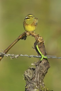 Cirl Bunting (Emberiza cirlus) male, Rhineland-Palatinate, Germany