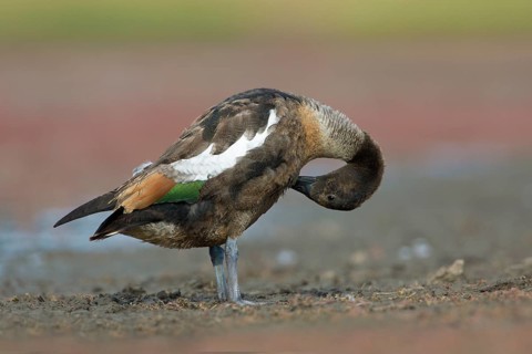 Australian Shelduck (Tadorna tadornoides) moulting male preening, Victoria, Australia